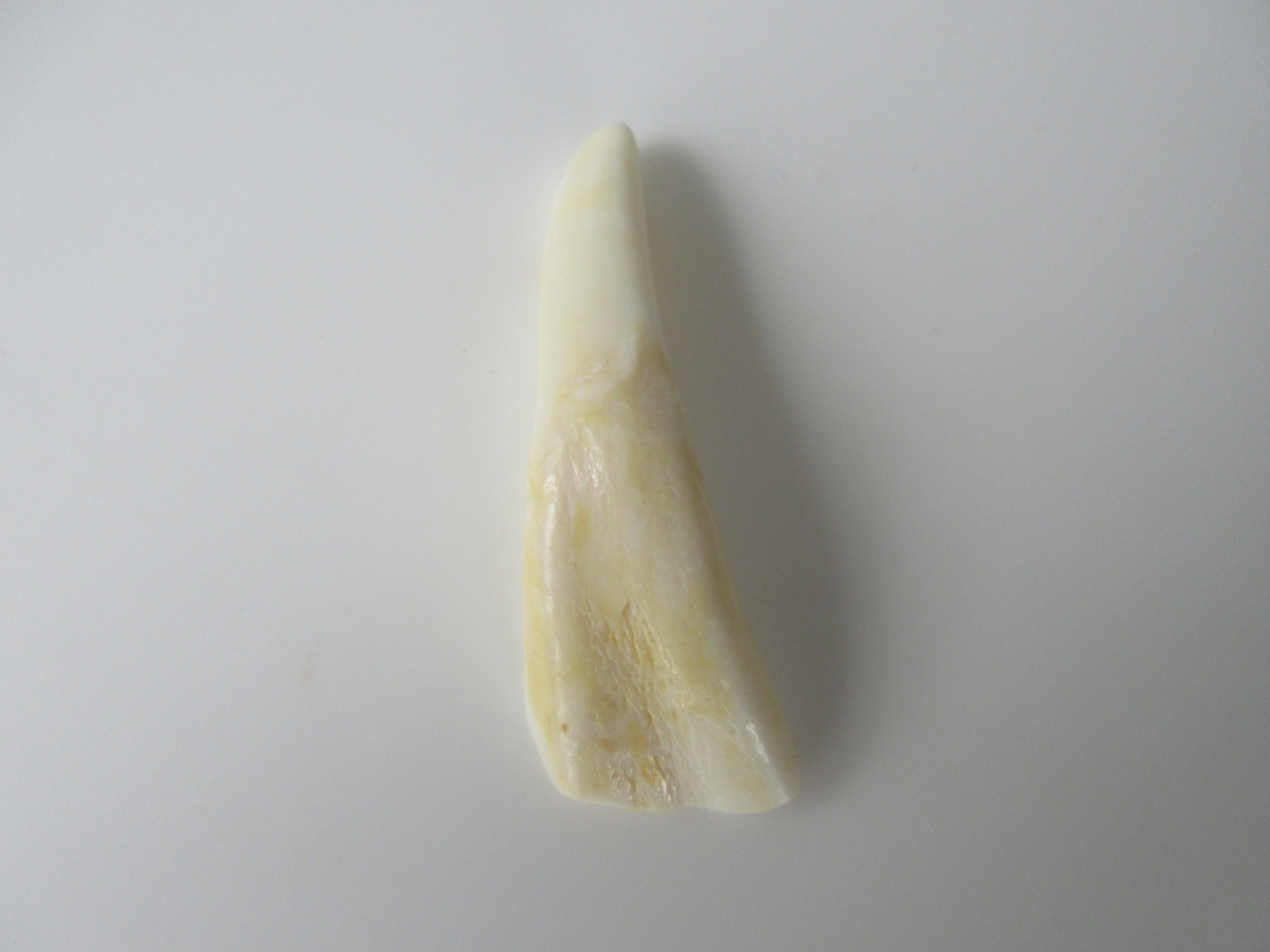 Genuine Camel Tooth Bead (BON0001-3)