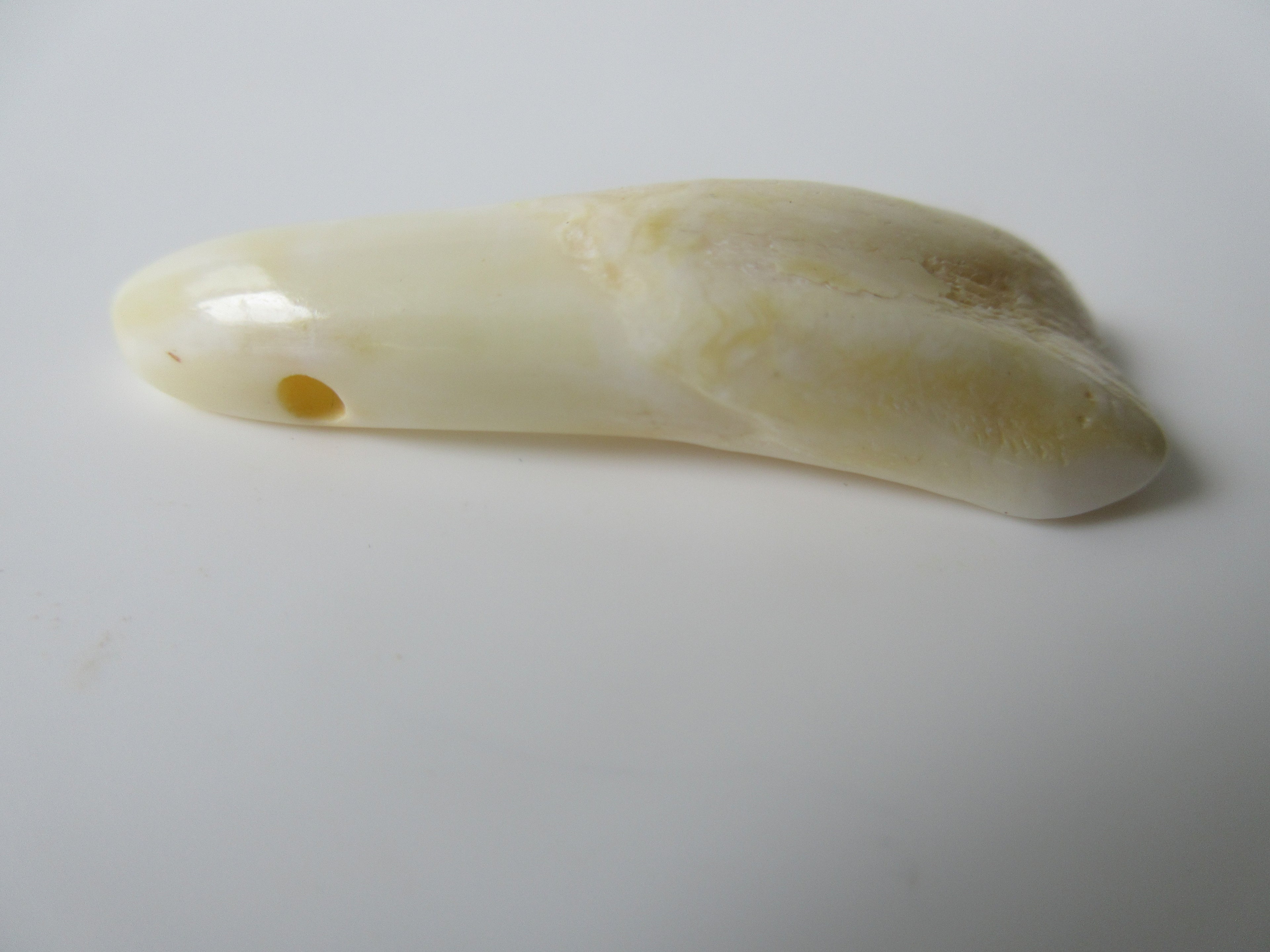 Genuine Camel Tooth Bead (BON0001-3)
