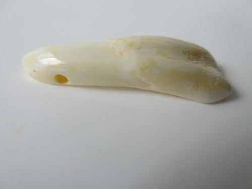 Genuine Camel Tooth Bead (BON0001-3)