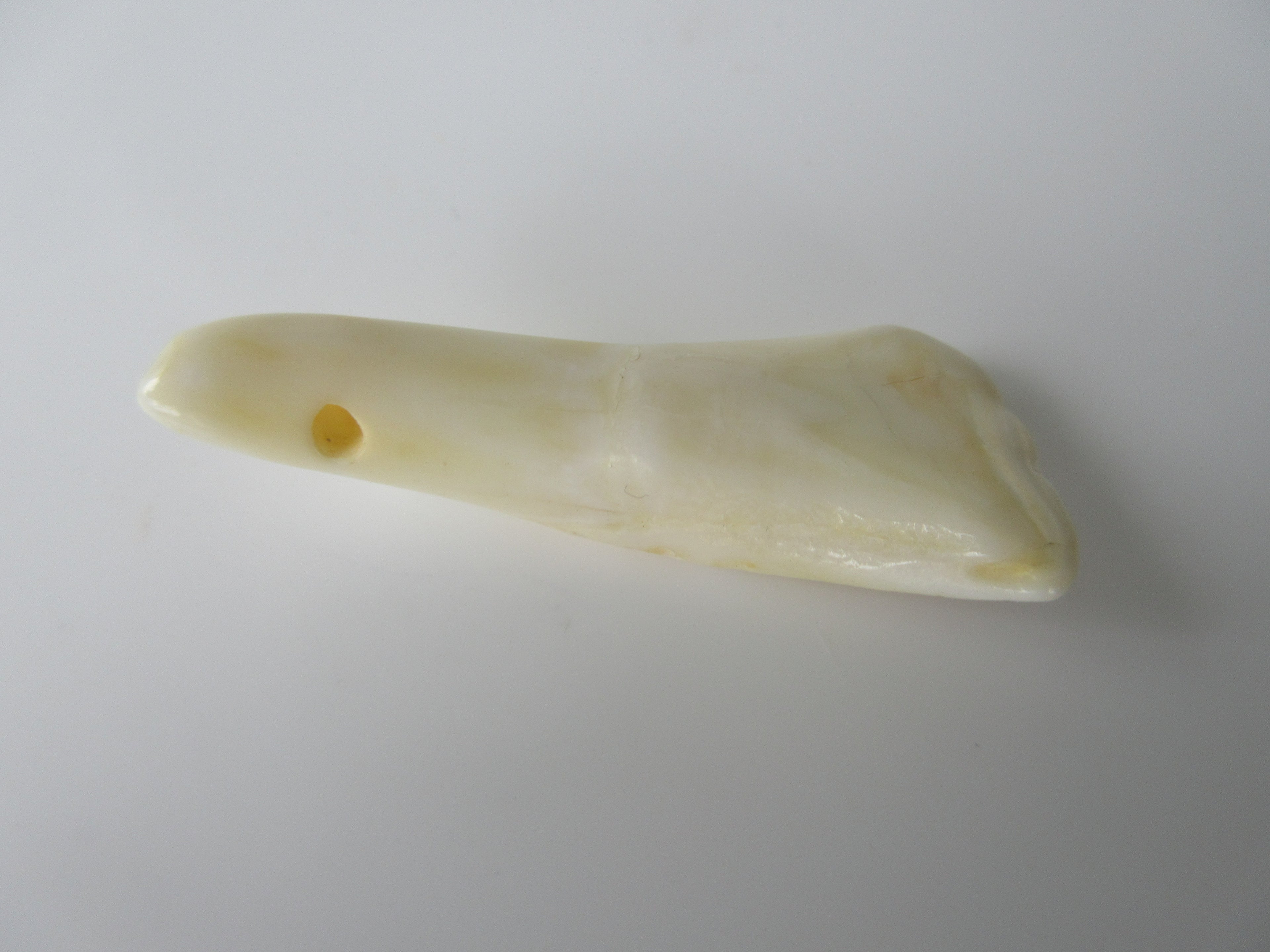 Genuine Camel Tooth Bead (BON0001-3)