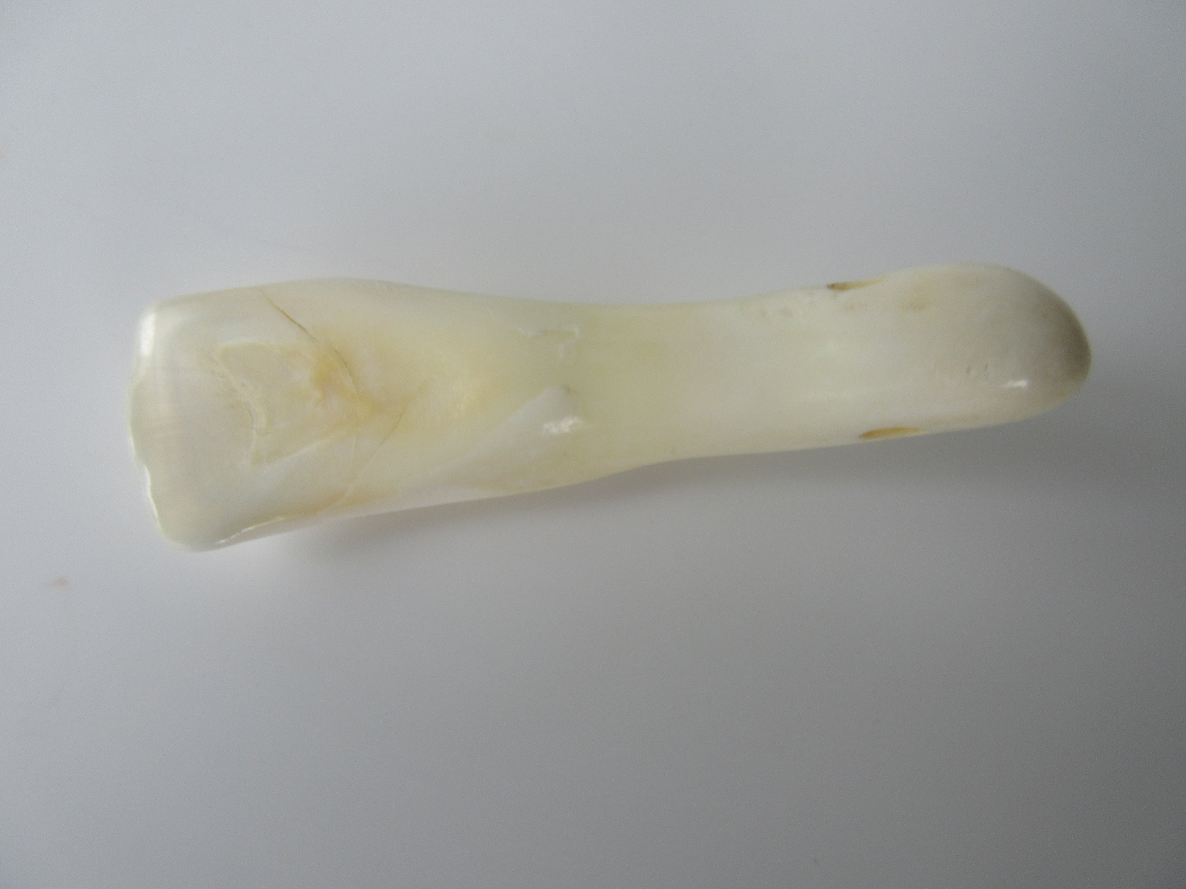 Genuine Camel Tooth Bead (BON0001-3)