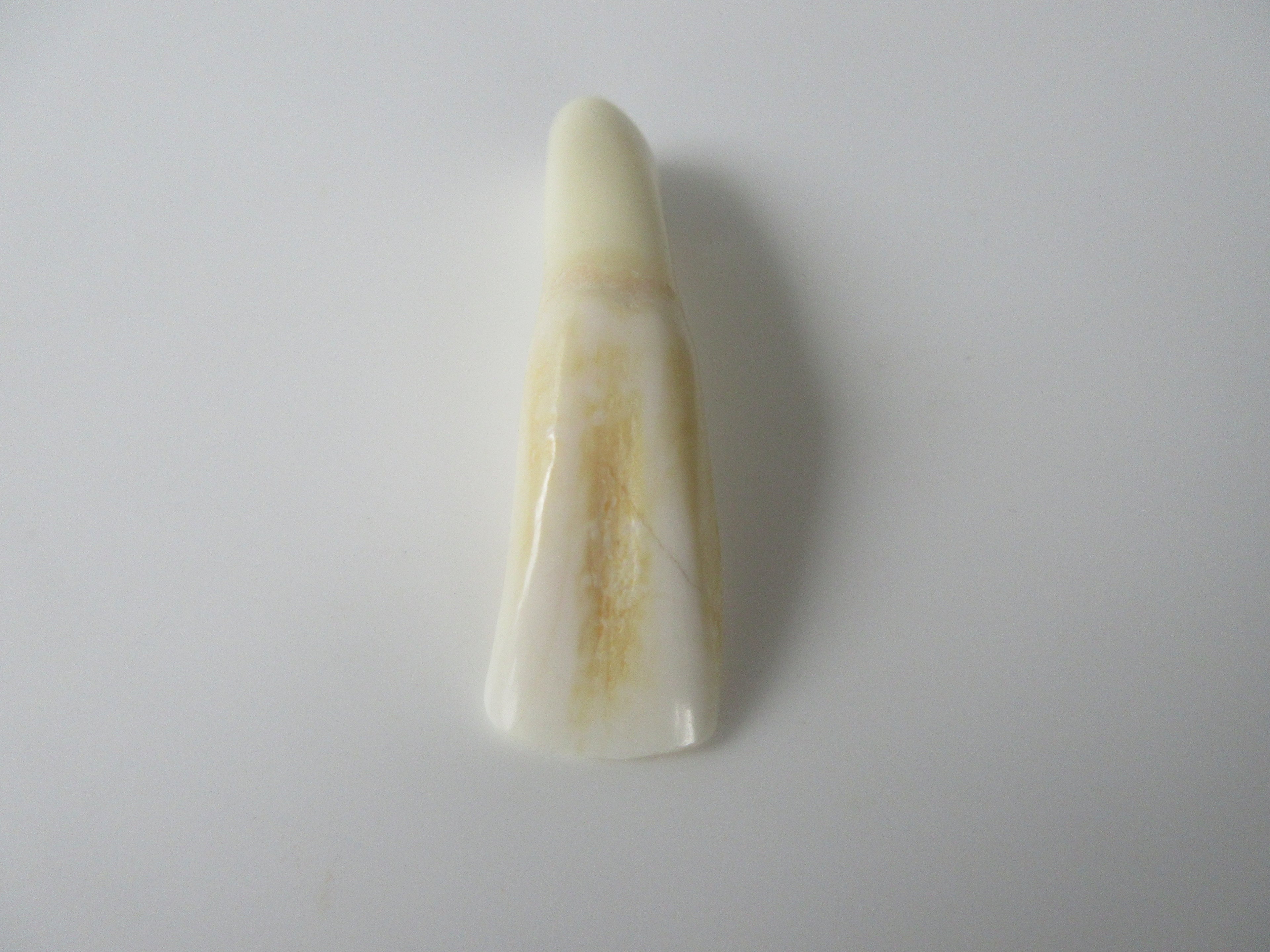 Genuine Camel Tooth Bead (BON0002-3)
