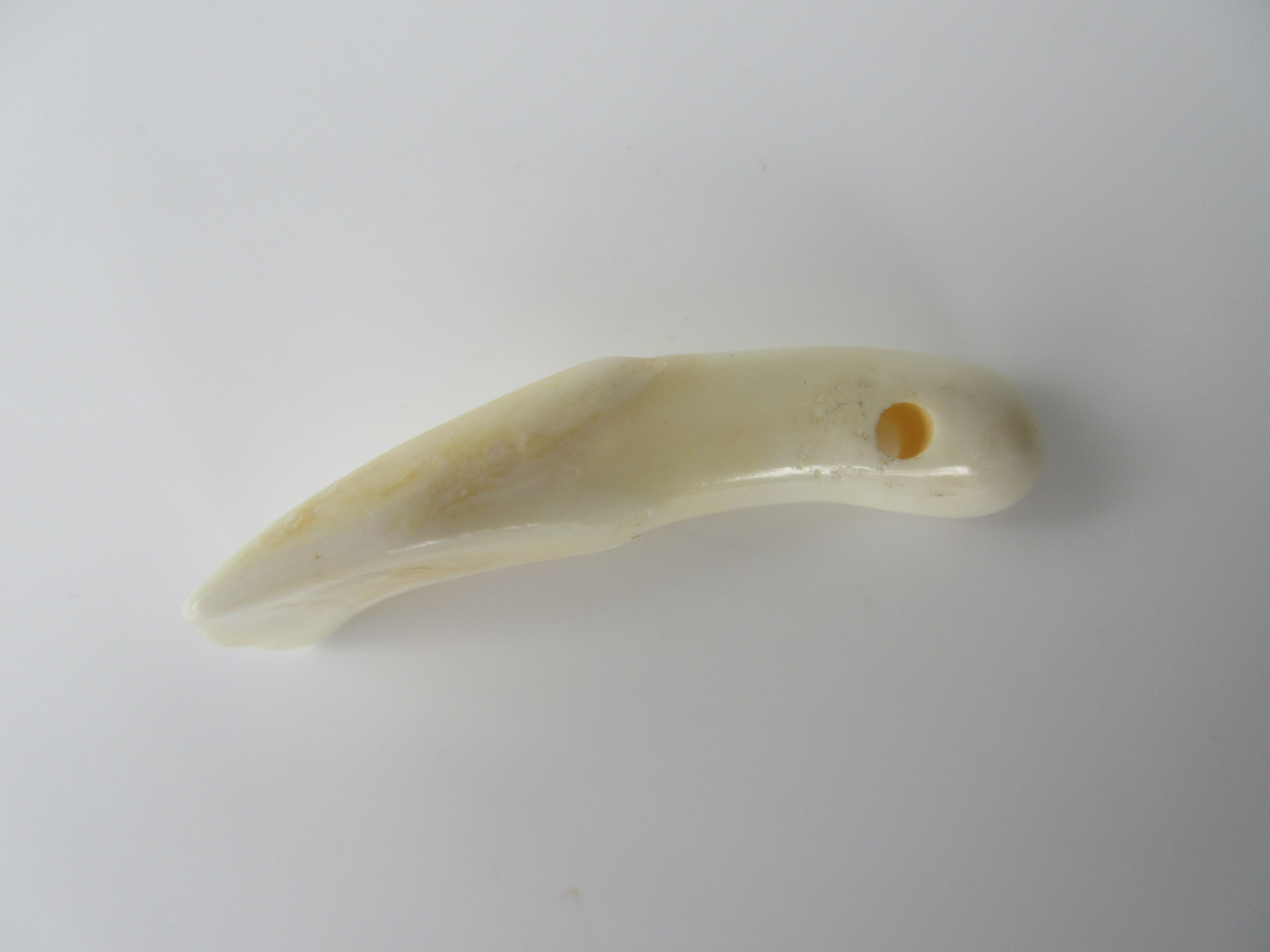 Genuine Camel Tooth Bead (BON0002-3)